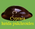 Cypraea lurida pulchroides